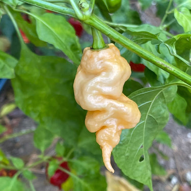 Thors Hammer Peach - Seeds - The Pepper Pantry (Formerly Marie Sharp's)